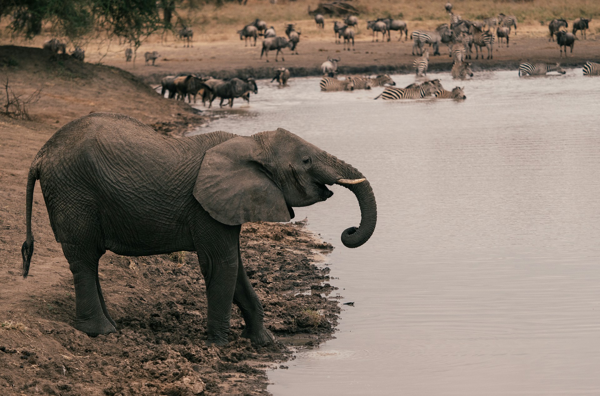 Tarangire & the North